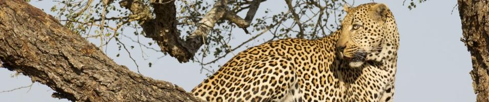 Leopard in the Tree